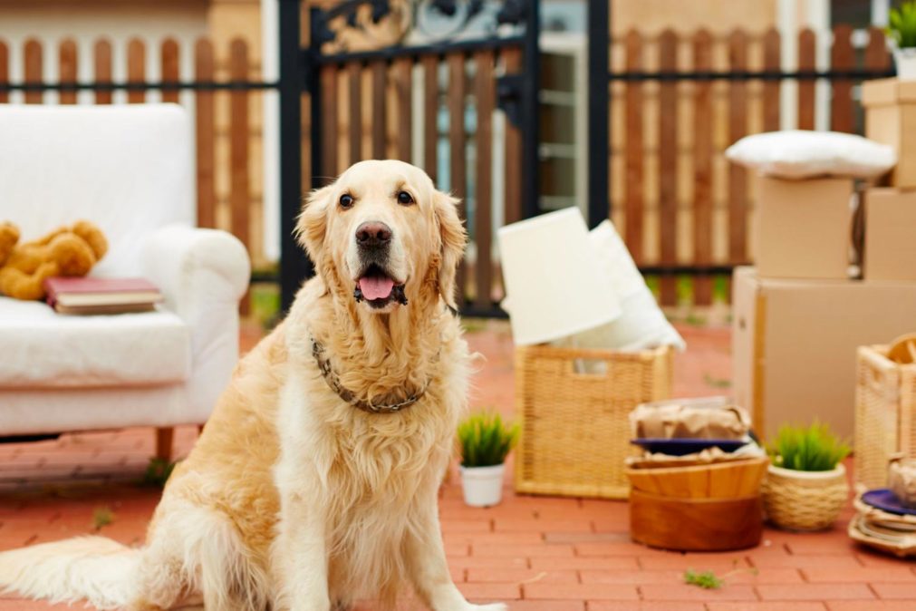 3 Tips for Moving with Pets