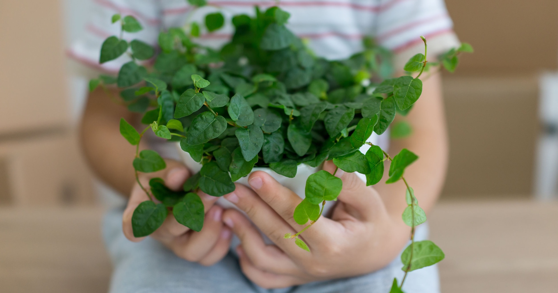 Moving House Plants Tips & Tricks DeVries Family Moving & Storage